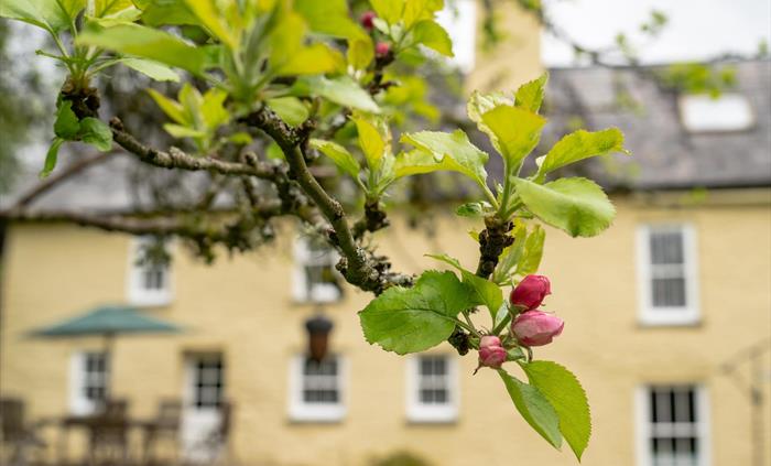 View from the Apple Tree